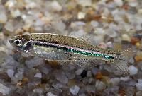Danio nigrofasciatus