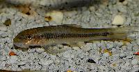 Garra sp. 'taeniata'