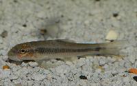 Garra sp. 'taeniata'