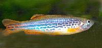 Danio kyathit, orangebandad