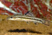 Traccatichthys pulcher