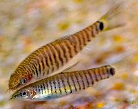 Yuannanilus cruciatus