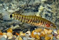 Yuannanilus cruciatus