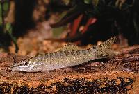 Syncrossus helodes