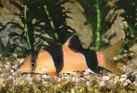 Cromobotia macracanthus