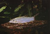 Yasuhikotakia modesta