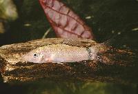 Yasuhikotakia morleti