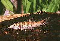 Sinibotia robusta