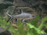 Balantiochelius melanopterus