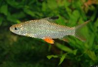 Hypselobarbus jerdoni