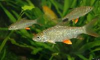 Hypselobarbus jerdoni