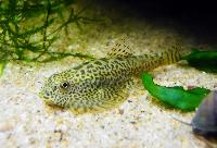 Sewellia speciosa