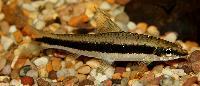 Crossocheilus oblongus