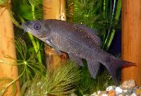 Labeo chrysophekadion