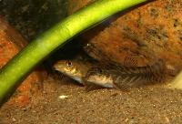 Mesonoemacheilus triangularis