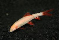 Epalzeorhynchos frenatus