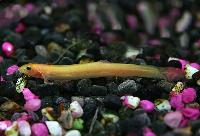 Misgurnus anguillicaudatus