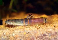 Schistura balteata