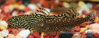 Sewellia diverse