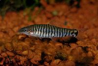 Yunnanilus cruciatus
