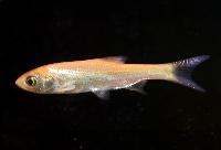 Leuciscus idus