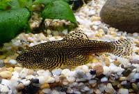 Sewellia sp. 'spotted'