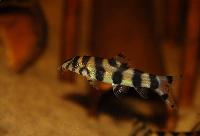 Botia histrionica