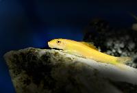 Crossocheilus oblongus