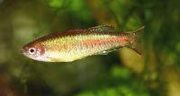 Danio choprai