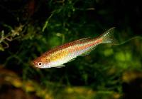 Danio choprai