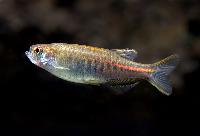 Danio choprai