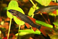 Epalzeorhynchus munense