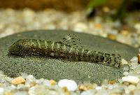 Erromyzon redspot ER02