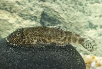 Gastromyzon sp. reticulated