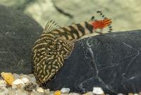 Gastromyzon sp. SK02 red tail