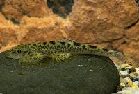 Hemimyzon nanensis