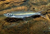Luciosoma setigerum