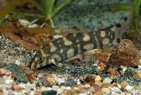 polkadotbotia