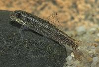 Rödstjärtad Garra