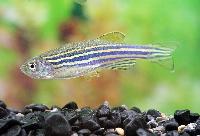 Sebrafisk