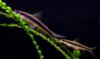 Crossocheilus oblongus
