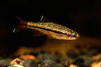 Tanichthys micagemmae