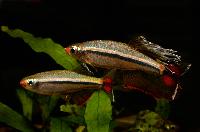 Tanichthys micagemmae