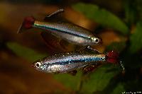 Tanichthys micagemmae