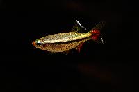Tanichthys micagemmae