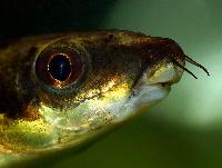 Crossocheilus oblongus