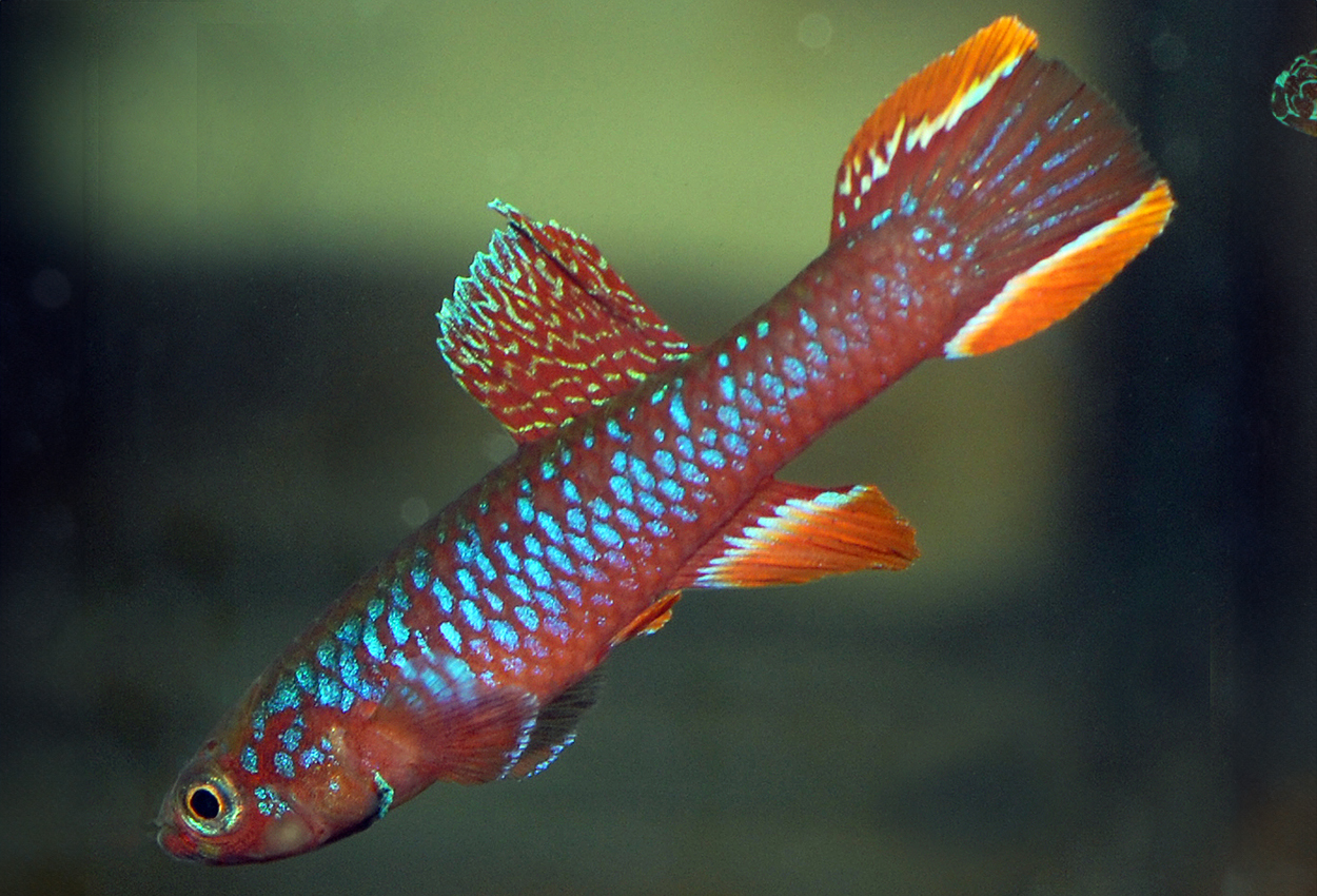 Diapteron fulgens