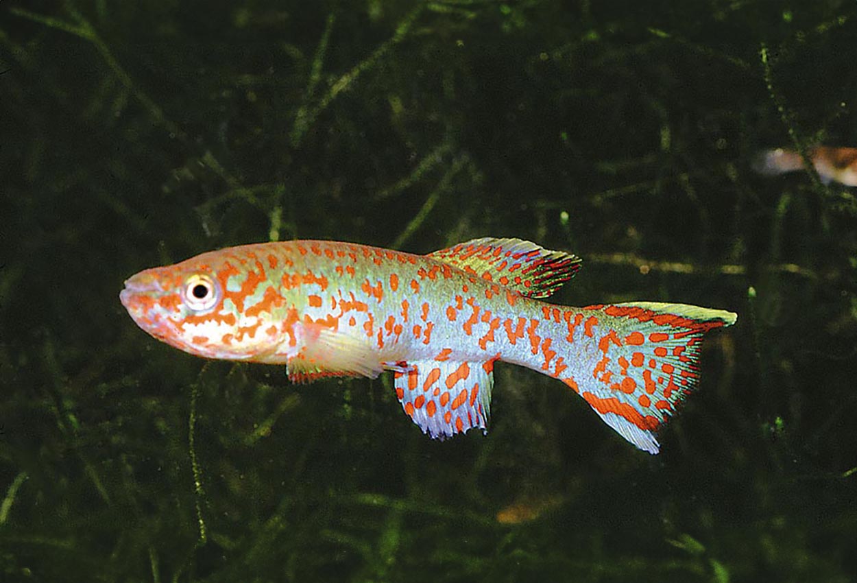Fundulopanchax gardneri