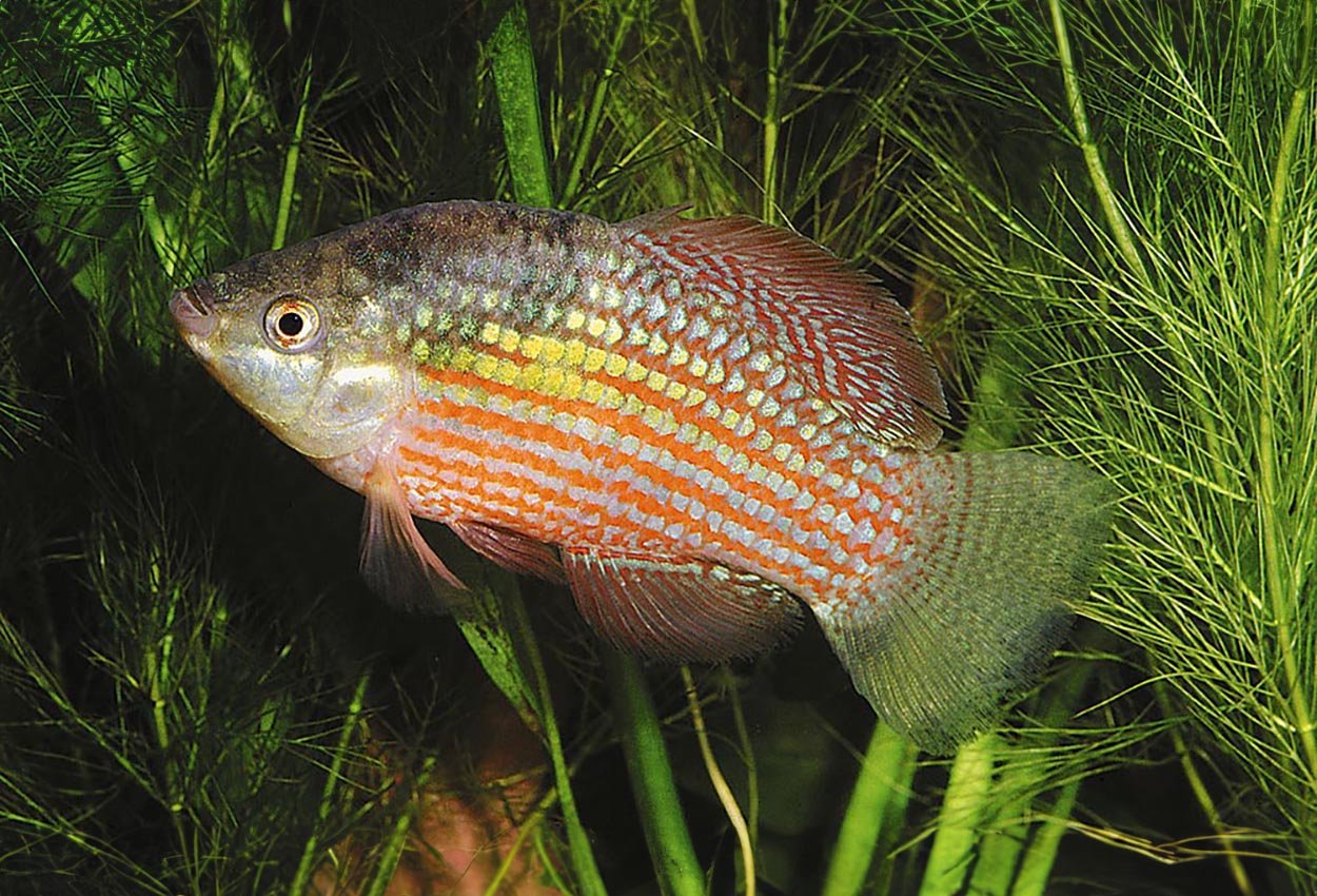 Jordanella floridae