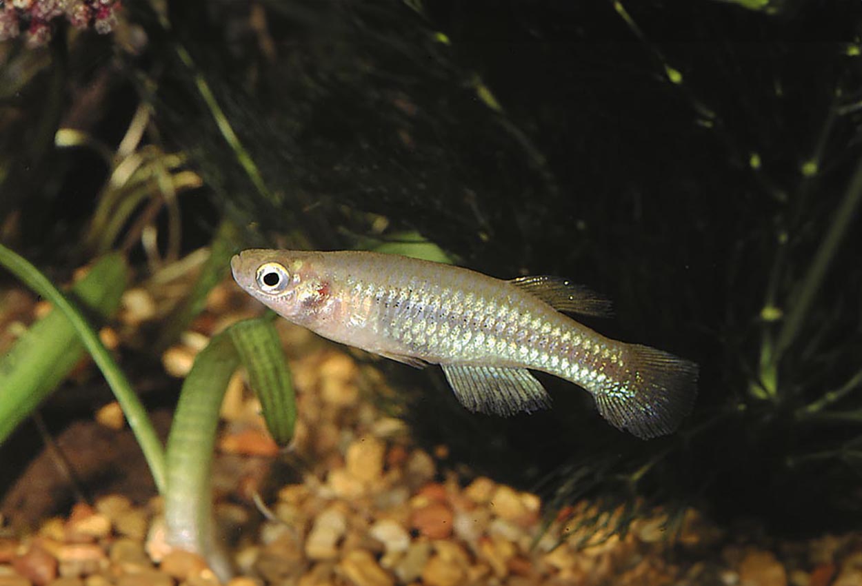 Lacustricola pumilus
